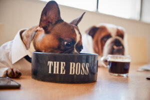 6 consejos para alimentar un bulldog francés