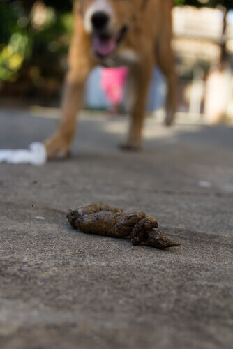 Caca de perro con can de fondo