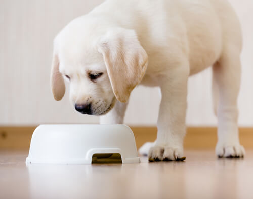 Cachorro comiendo