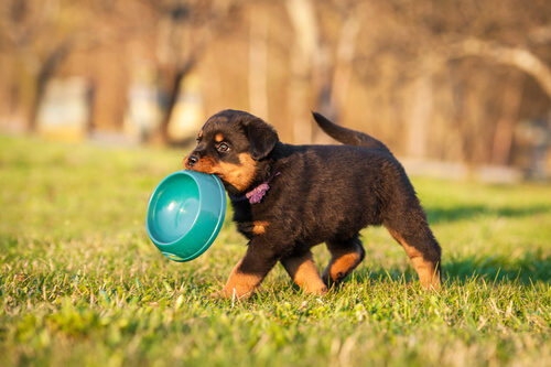 5 nutrientes más importantes para los cachorros