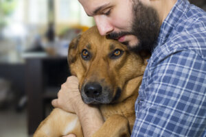Causas principales del cáncer en perros