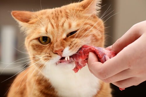 La carne es uno de los alimentos humanos en gatos