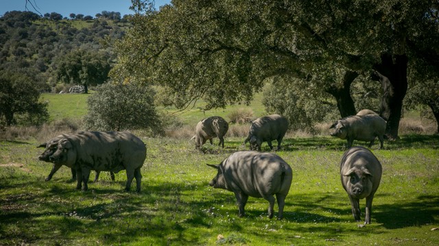 El cerdo ibérico es uno de los sectores ganaderos en crisis