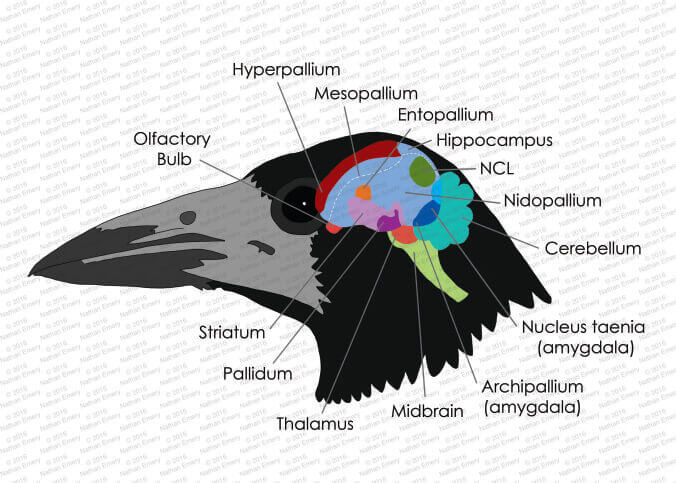 Cerebro de un cuervo