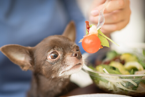 Dietas ideales para perros de raza chihuahua