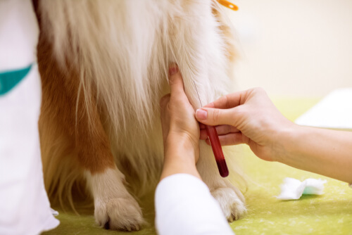 Coagulación de la sangre en perros