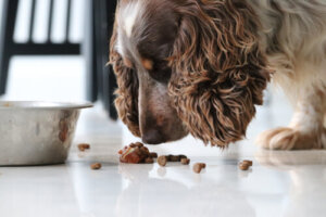 Recuentos de calorías en la comida de las mascotas
