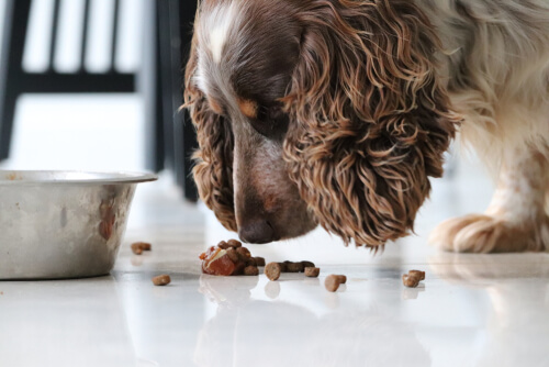 Tipos de comidas para perros: 5 cosas que debes saber