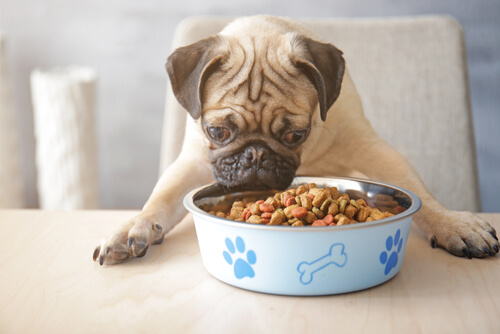 Nourriture pour chien hypoallergénique: ça marche?