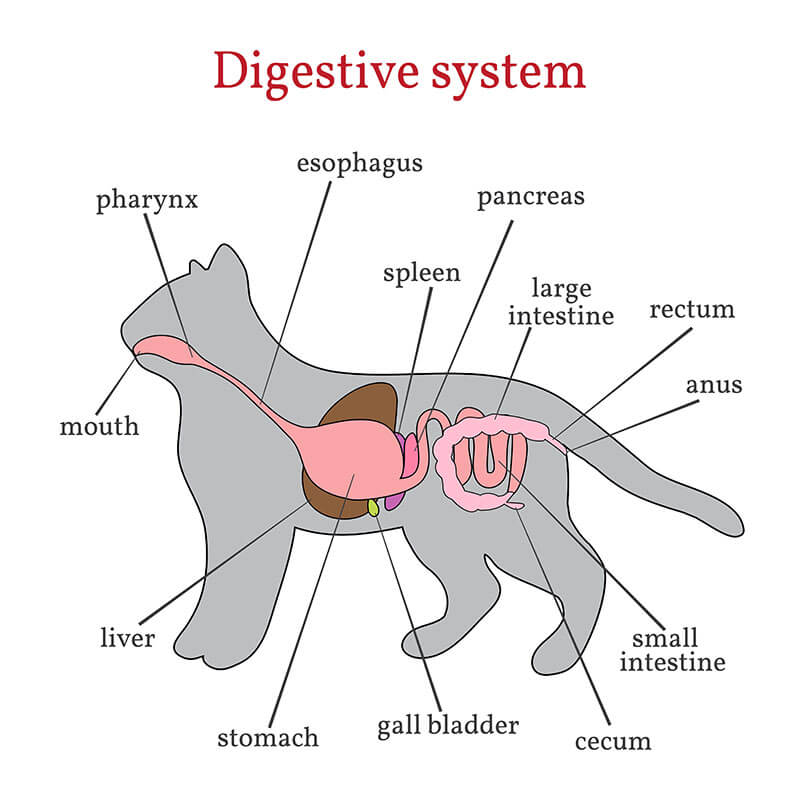 Componentes del sistema digestivo de los gatos