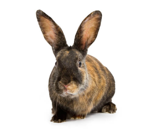 Conejo arlequín japonés