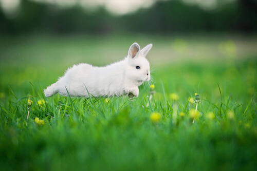 Conejo corriendo