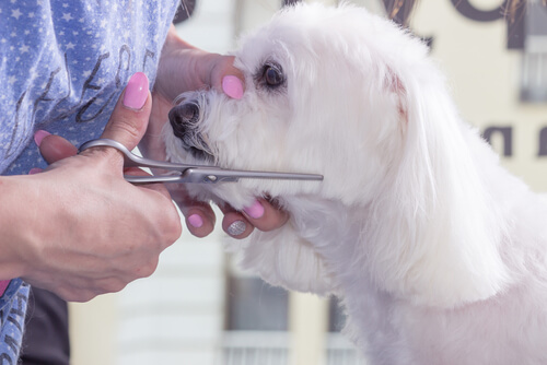 Cortando el pelo al perro