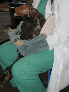 Les soins intensifs chez les rapaces.