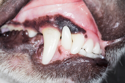 Dentadura del perro