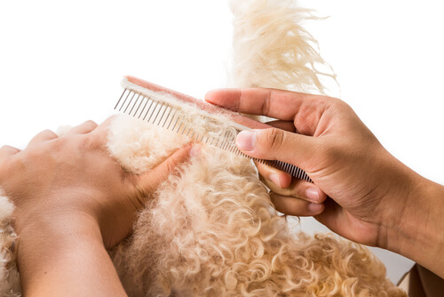 Desenredando pelo del perro
