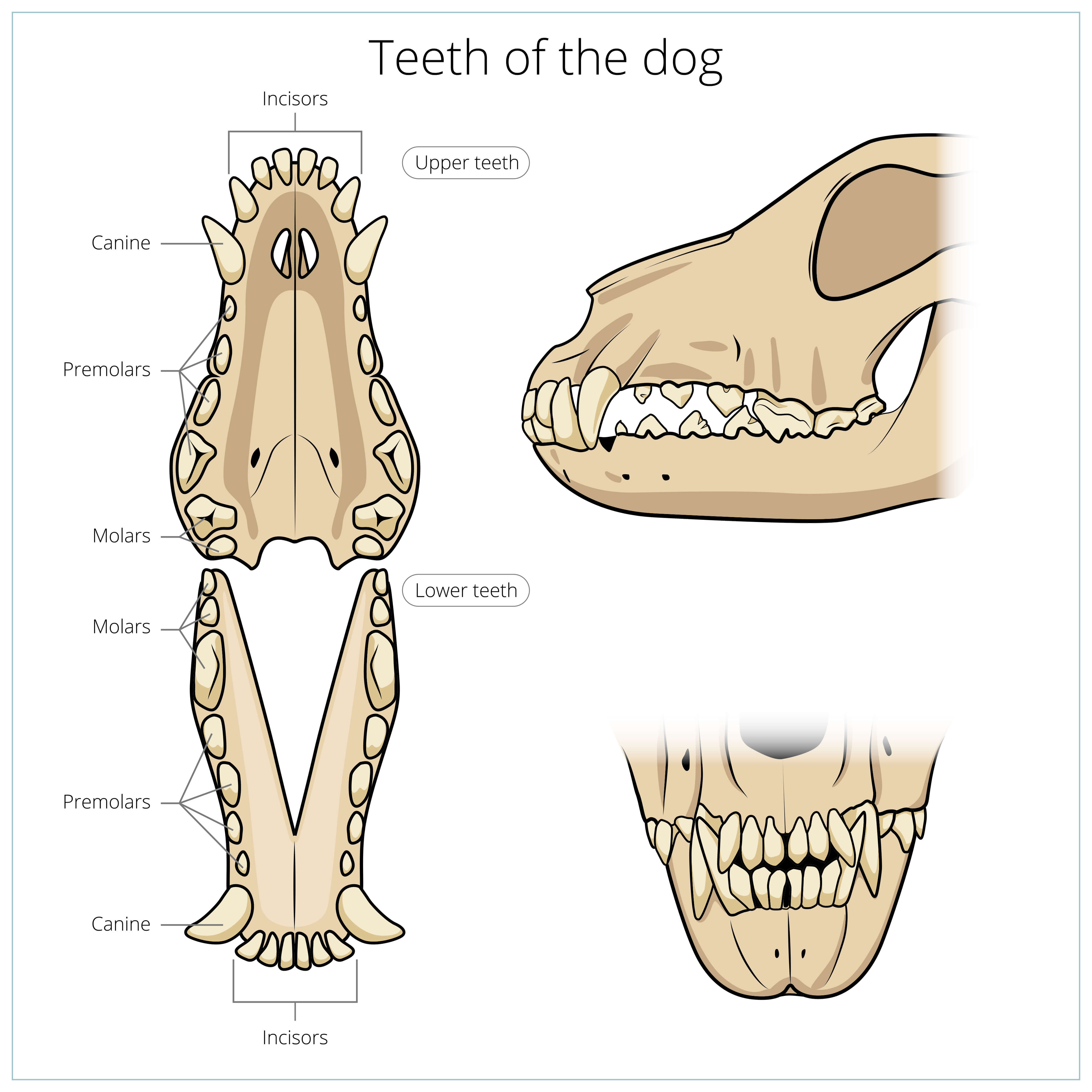 Dientes de los perros