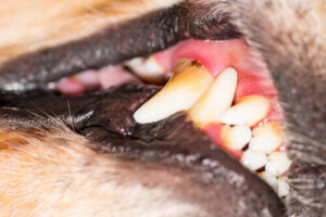 Enfermedad de las encías en los perros