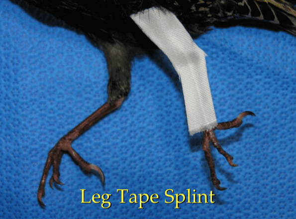 Férula en aves