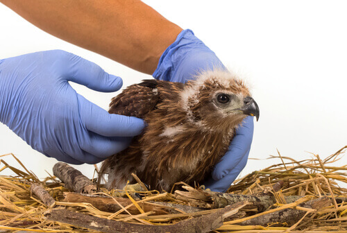 Fracturas en aves