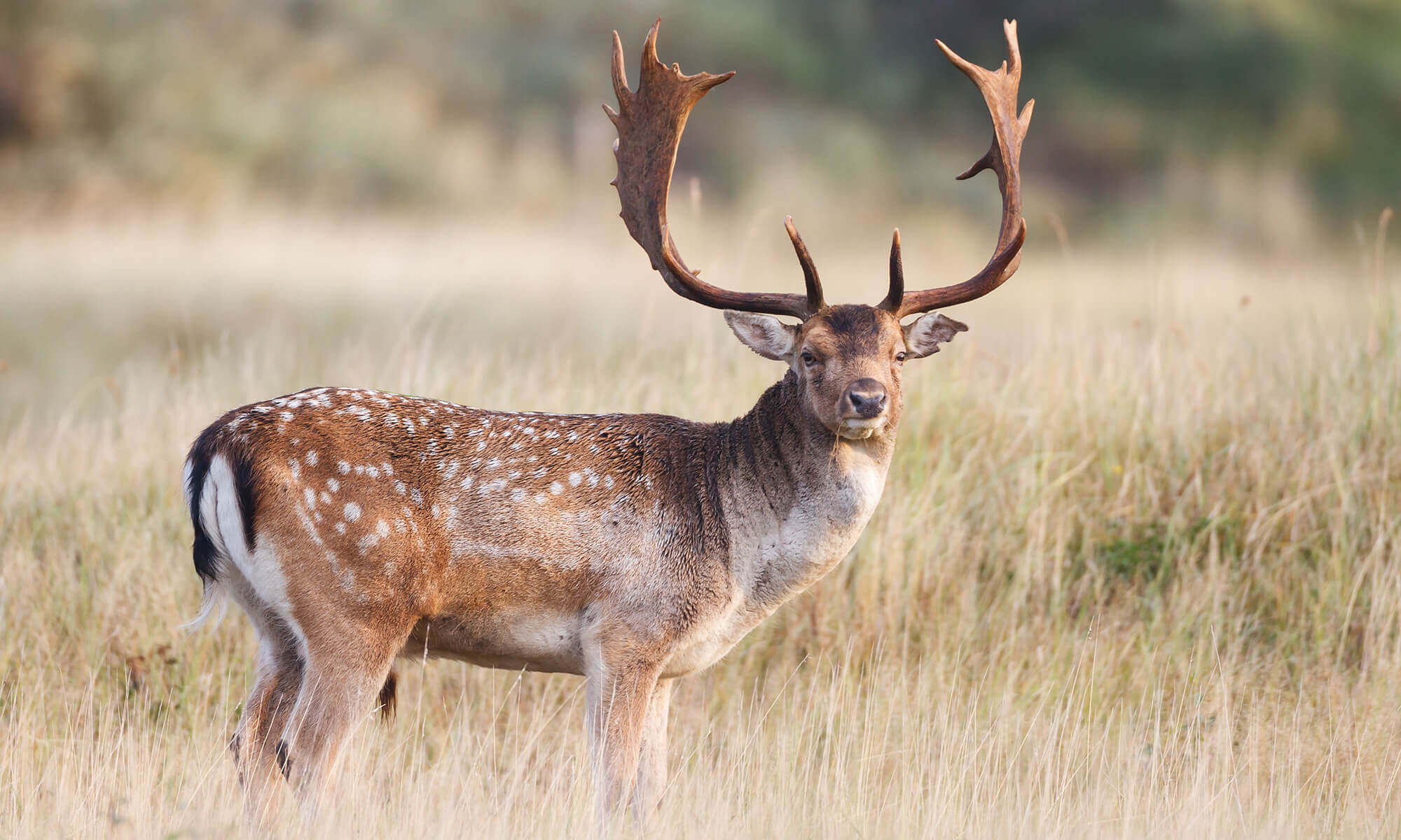 Gamo europeo en el campo