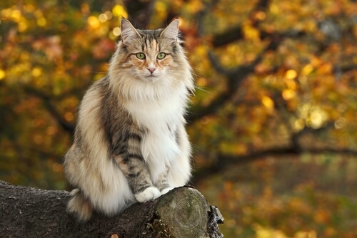 Gato del bosque Noruego en un tronco