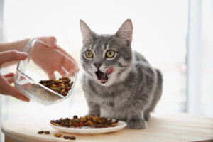 El sistema digestivo en gatos
