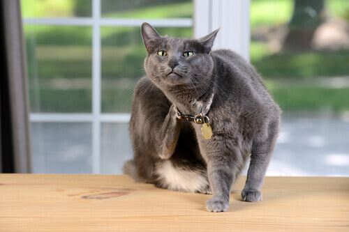 Gato se rasca