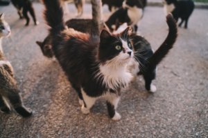 ¿Qué enfermedades nos pueden transmitir los gatos?