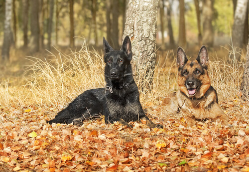 Deutsche Schäferhunde - ein schwarzer und ein brauner