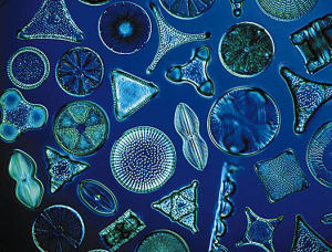 Tierra de diatomeas y perros: ¿cuáles son sus efectos?
