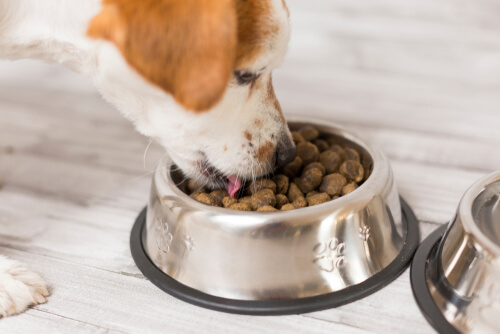 Gluten dans les aliments pour chiens