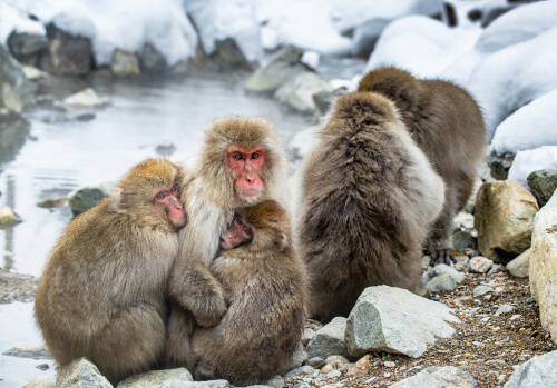 Grupo de macacos japoneses