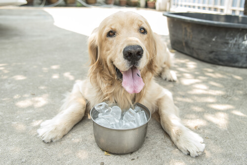 Conoce el efecto del hielo en los perros