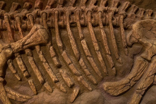 Huesos fósiles