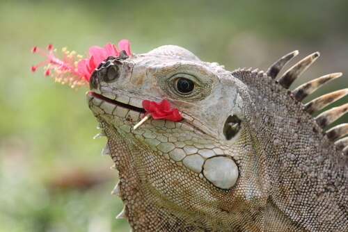 Iguana comiendo flores