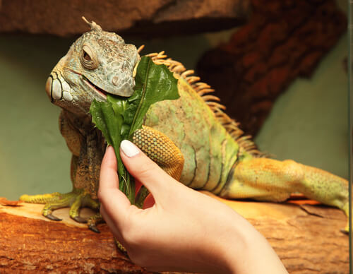 Iguana comiendo hojas
