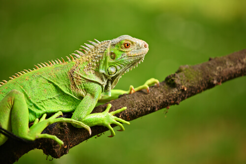 ¿Qué comen las iguanas verdes?
