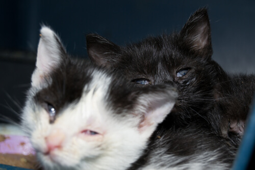 Inflamación de los párpados en gatos
