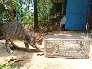 Leptospirosis en gatos: síntomas y tratamiento