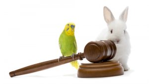 Leyes de protección de animales en el mundo