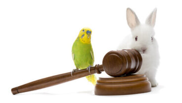 Leyes de protección de animales en el mundo