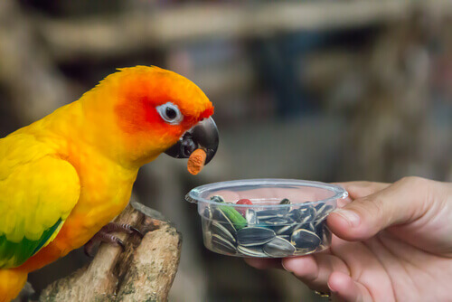 Loro comiendo pipas