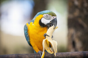 ¿Qué alimentos puedo darle a mi loro?