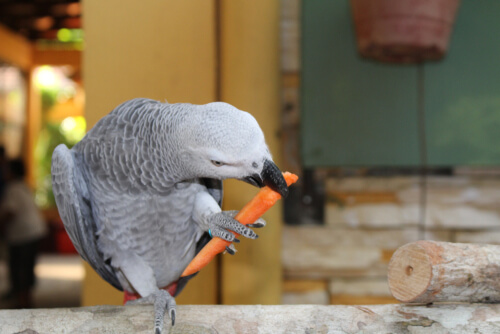 Loro comiendo zanahoria