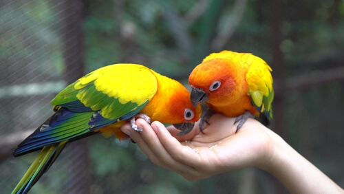 Loros comiendo pienso de la mano