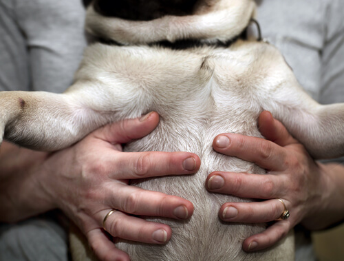 Mains sous le ventre d'un chien.