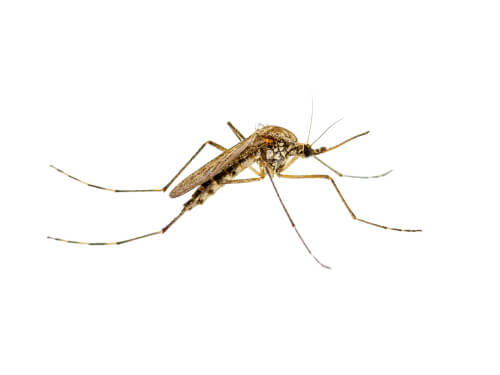 Mosquito transmisor de la leishmaniosis