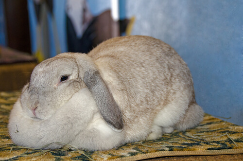 Obesidad en el conejo: síntomas y causas