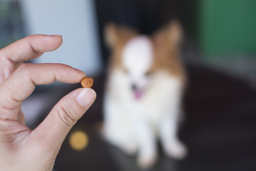 Ofreciendo premio a un perro
